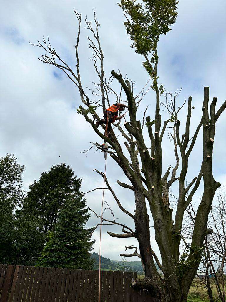 Tree-surgeon-pruning-a-tree-in-Bradford