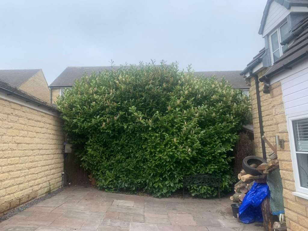 overgrown-laurel-hedge