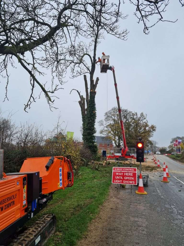 Tree-surgeon-felling-tree