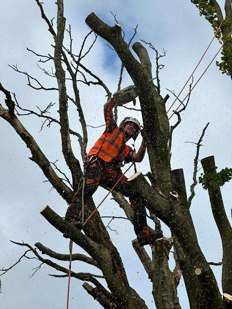 Arborist removing a tree in Bradford